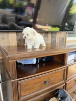 Junior , a male Maltese for sale in Riverside, CA – 2 of 3