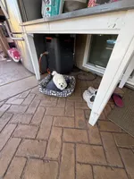 Junior , a male Maltese for sale in Riverside, CA – 3 of 3