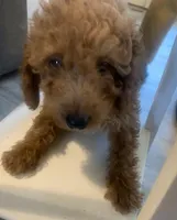 Armani, a male Miniature Goldendoodle for sale in Loves Park, IL – Photo 4 of 8