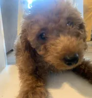 Armani, a male Miniature Goldendoodle for sale in Loves Park, IL – Photo 1 of 8