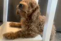 Armani, a male Miniature Goldendoodle for sale in Loves Park, IL – Photo 7 of 8