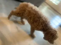 Armani, a male Miniature Goldendoodle for sale in Loves Park, IL – Photo 3 of 8