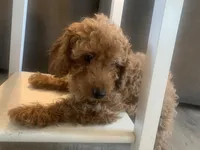 Armani, a male Miniature Goldendoodle for sale in Loves Park, IL – Photo 2 of 8