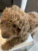 Armani, a male Miniature Goldendoodle for sale in Loves Park, IL – Photo 6 of 8