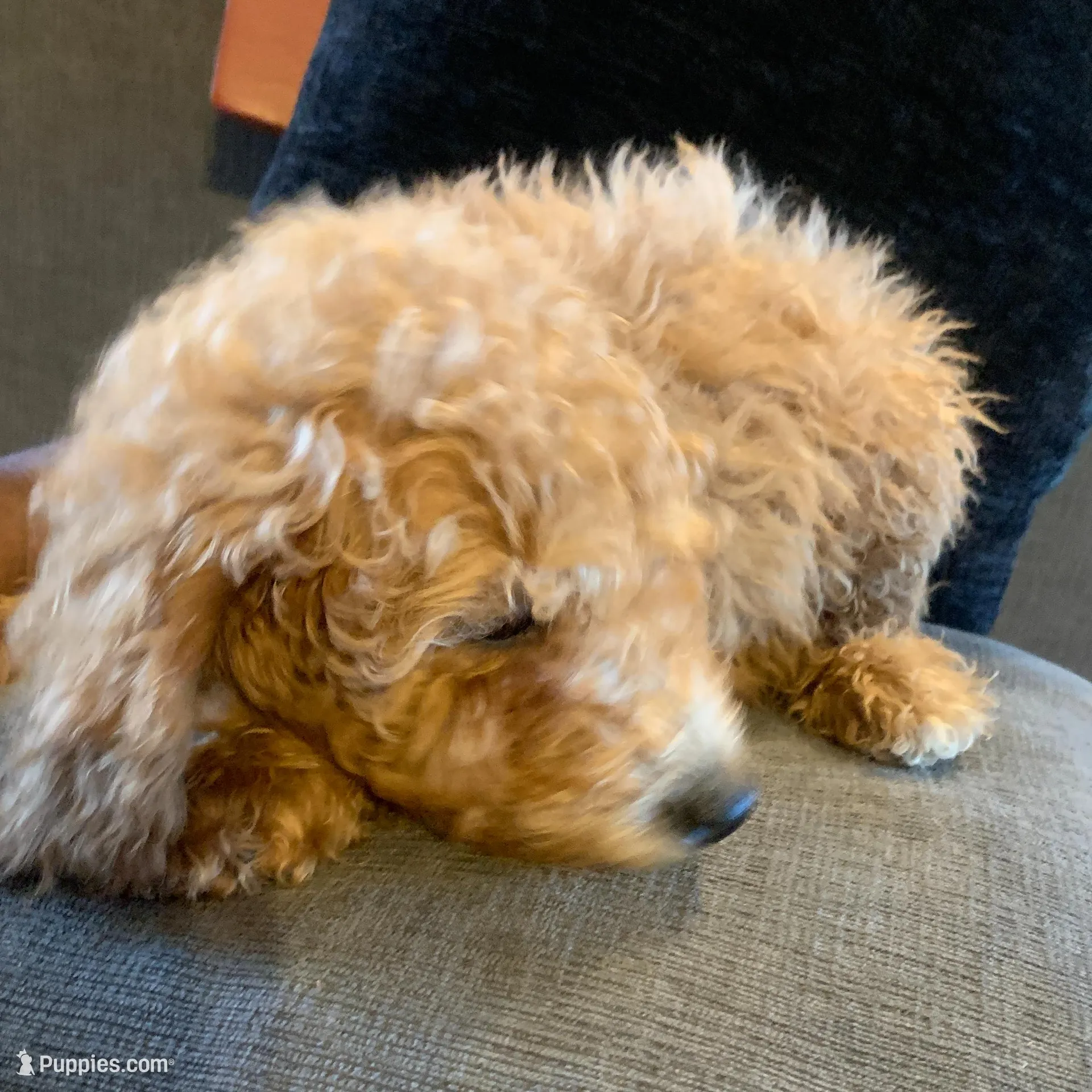 Valentino, a male Miniature Goldendoodle for sale in Loves Park, IL – Photo 7 of 7