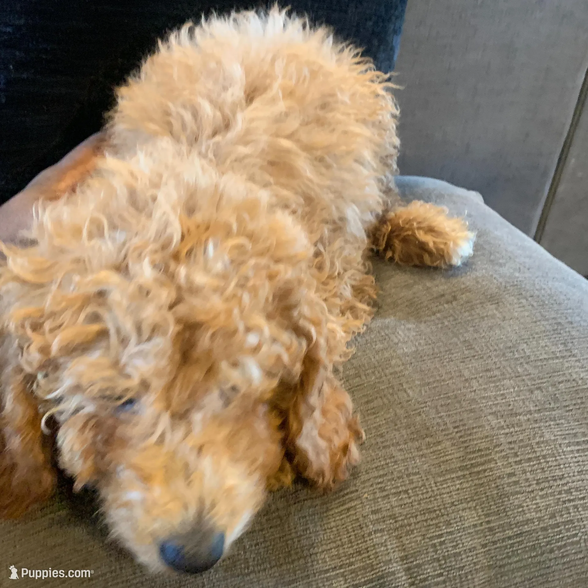 Valentino, a male Miniature Goldendoodle for sale in Loves Park, IL – Photo 5 of 7