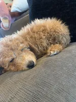 Valentino, a male Miniature Goldendoodle for sale in Loves Park, IL – Photo 6 of 7