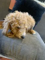 Valentino, a male Miniature Goldendoodle for sale in Loves Park, IL – Photo 4 of 7