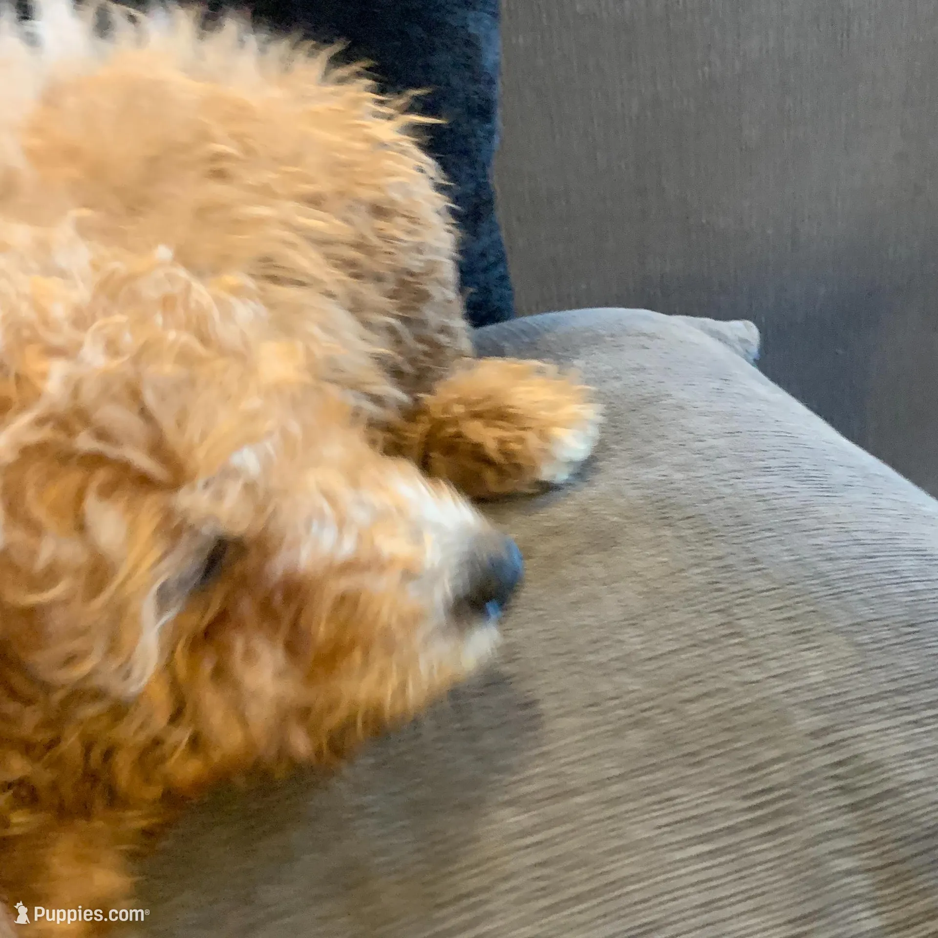 Valentino, a male Miniature Goldendoodle for sale in Loves Park, IL – Photo 3 of 7