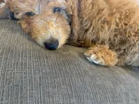 Valentino, a male Miniature Goldendoodle for sale in Loves Park, IL – Photo 2 of 7