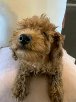 Little Momma, a female Miniature Goldendoodle for sale in Loves Park, IL – Photo 1 of 10