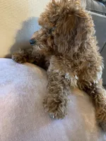 Little Momma, a female Miniature Goldendoodle for sale in Loves Park, IL – Photo 10 of 10