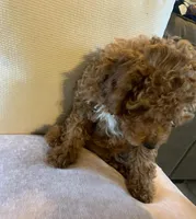 Little Momma, a female Miniature Goldendoodle for sale in Loves Park, IL – Photo 9 of 10