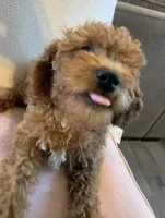 Little Momma, a female Miniature Goldendoodle for sale in Loves Park, IL – Photo 5 of 10