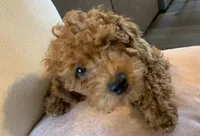 Little Momma, a female Miniature Goldendoodle for sale in Loves Park, IL – Photo 2 of 10