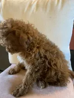 Little Momma, a female Miniature Goldendoodle for sale in Loves Park, IL – Photo 3 of 10