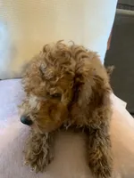 Little Momma, a female Miniature Goldendoodle for sale in Loves Park, IL – Photo 7 of 10