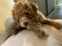 Little Momma, a female Miniature Goldendoodle for sale in Loves Park, IL – Photo 8 of 10