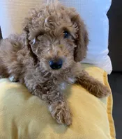 Buttercup, a female Miniature Goldendoodle for sale in Loves Park, IL – Photo 8 of 9