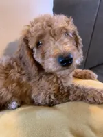 Buttercup, a female Miniature Goldendoodle for sale in Loves Park, IL – Photo 6 of 9