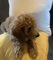 Buttercup, a female Miniature Goldendoodle for sale in Loves Park, IL – Photo 4 of 9