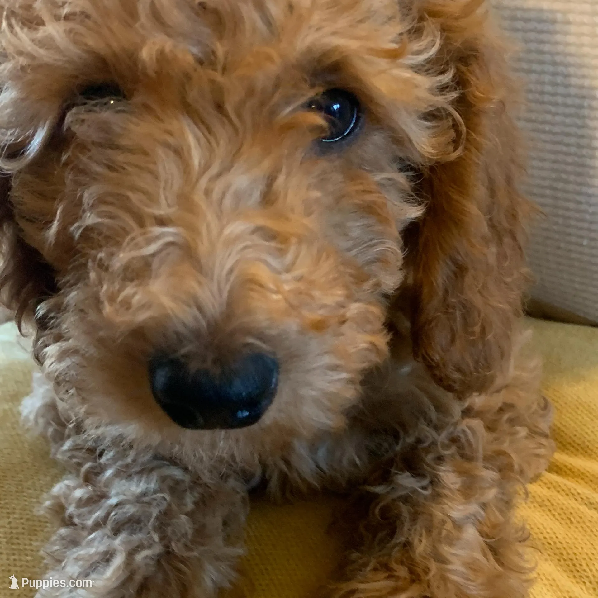 Buttercup, a female Miniature Goldendoodle for sale in Loves Park, IL – Photo 9 of 9