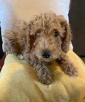 Buttercup, a female Miniature Goldendoodle for sale in Loves Park, IL – Photo 1 of 9