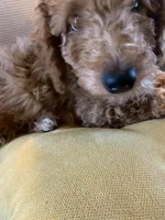 Buttercup, a female Miniature Goldendoodle for sale in Loves Park, IL – Photo 5 of 9