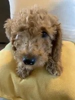 Buttercup, a female Miniature Goldendoodle for sale in Loves Park, IL – Photo 7 of 9