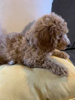 Buttercup, a female Miniature Goldendoodle for sale in Loves Park, IL – Photo 2 of 9