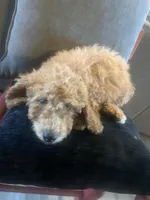 Michael, a male Miniature Goldendoodle for sale in Loves Park, IL – Photo 5 of 8