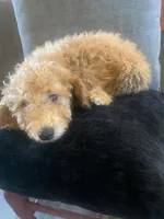 Michael, a male Miniature Goldendoodle for sale in Loves Park, IL – Photo 2 of 8