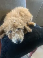 Michael, a male Miniature Goldendoodle for sale in Loves Park, IL – Photo 7 of 8