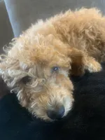 Michael, a male Miniature Goldendoodle for sale in Loves Park, IL – Photo 4 of 8