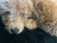 Michael, a male Miniature Goldendoodle for sale in Loves Park, IL – Photo 8 of 8