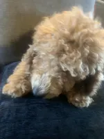 Michael, a male Miniature Goldendoodle for sale in Loves Park, IL – Photo 6 of 8