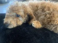 Michael, a male Miniature Goldendoodle for sale in Loves Park, IL – Photo 3 of 8