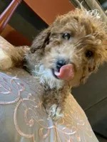 Rain, a female Miniature Goldendoodle for sale in Loves Park, IL – Photo 2 of 10