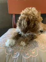 Rain, a female Miniature Goldendoodle for sale in Loves Park, IL – Photo 9 of 10