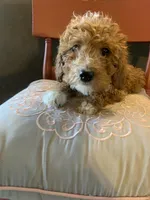 Rain, a female Miniature Goldendoodle for sale in Loves Park, IL – Photo 10 of 10