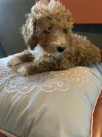 Rain, a female Miniature Goldendoodle for sale in Loves Park, IL – Photo 7 of 10