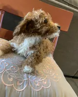 Rain, a female Miniature Goldendoodle for sale in Loves Park, IL – Photo 4 of 10