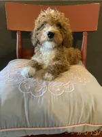 Rain, a female Miniature Goldendoodle for sale in Loves Park, IL – Photo 1 of 10