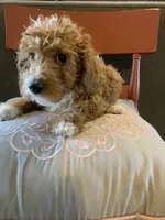 Rain, a female Miniature Goldendoodle for sale in Loves Park, IL – Photo 8 of 10