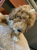 Rain, a female Miniature Goldendoodle for sale in Loves Park, IL – Photo 6 of 10