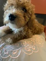 Rain, a female Miniature Goldendoodle for sale in Loves Park, IL – Photo 5 of 10
