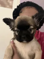 Dalton , a male French Bulldog for sale in Chattanooga, TN – 2 of 3