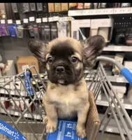 Dalton , a male French Bulldog for sale in Chattanooga, TN – 1 of 3