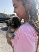 Dalton , a male French Bulldog for sale in Chattanooga, TN – 3 of 3