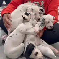 Little Spotties Full Dalmatian, a female Dalmatian for sale in Apple Valley, CA – Photo 4 of 4